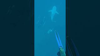 Should of taken the shot spearfishing fishing florida cobia bullsharks sharks [upl. by Trixi]