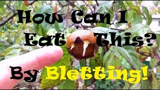 How to eat a medlar мушмула германская [upl. by Eolande]