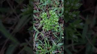 Tiny Hoppea fastigiata  with white flowers [upl. by Adihsar]