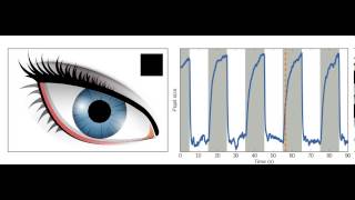 Changes in pupil size in response to light [upl. by Carmella]