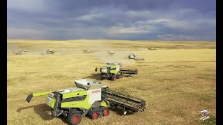 BIG TIME Colorado Wheat Harvest 12 Claas Lexion Combines [upl. by Heti]