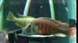 Haplochromis uganda fire red Cichlid breeding [upl. by Kiel900]