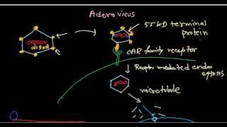 Adenovirus life cycle [upl. by Arfihs]