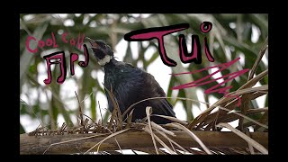 TUI Prosthemadera Novaeseelandiae  A Delightfully Boisterous Song Call  New Zealand [upl. by Stockton]