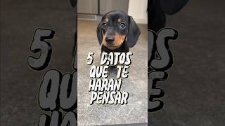 5 datos que te harán pensar adoptar un perro salchicha [upl. by Assirod]