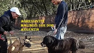 Comment éduquer un chien Malinois bagarreur envers un chien Dog du Tibet   Eric Tramson [upl. by Yziar]