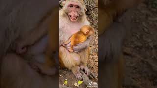 Life Of Monkey short monkey 229 [upl. by Lathan187]