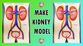 How to make Kidney Model How to make Excretory System Model with Thermocol [upl. by Ziagos]