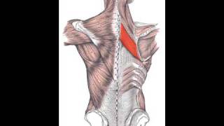 Rhomboid Major Muscle [upl. by Owiat315]