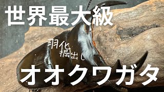 アンタエウスオオクワガタ羽化掘出し【今期1匹目】 [upl. by Acisey]