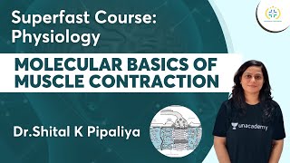 Muscle Contraction  Superfast Course  Physiology  Unacademy Future Doctors  DrShital Pipaliya [upl. by Asiled]