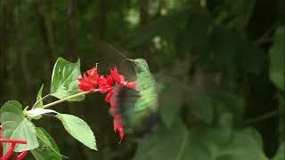 El Colibrí Esmeralda del Chiribiquete Una joya de la naturaleza [upl. by Ful369]