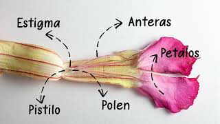 ¿Cómo Polinizar Adenium Facil Adenium Colombia te enseña [upl. by Gnal]