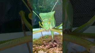 Have you ever seen A Giant Katydid LAYING EGGS 😭 gianthoodedkatydid giantinsects katydid [upl. by Hsiri]