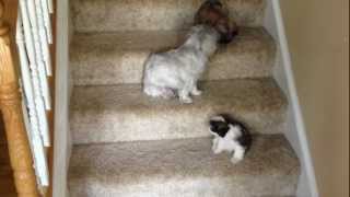 The puppies first time using the stairs Too funny [upl. by Aissert]