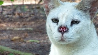 White Serval Nose Surgery [upl. by Atnuahsal]