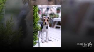 Miniature Fox Terrier Dog breed [upl. by Ellemaj]