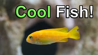 Meet My Vibrant Saulosi 55 Gallon Cichlid Showcase [upl. by Kerns]