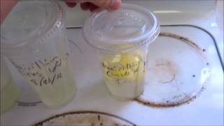 Penicillium isolation from citrus fruit  Part 2 [upl. by Kondon]