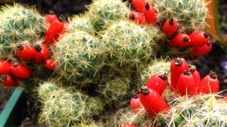 Fruiting Cacti Plants  Tasting amp Growing [upl. by Ajnot]