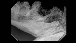 Veterinary Dentistry Case Dentigerous Cyst Excision in a Dog [upl. by Lopez105]