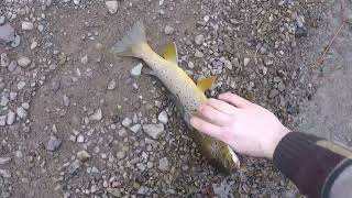 PA Wild Brown Trout Fishing in Northeast PA [upl. by Sherie303]