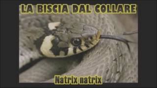 SERPENTI ITALIANI IL BIACCO VIPERA ASPIS e BISCIA DAL COLLARE [upl. by Eeloj]