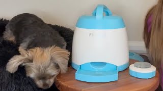 PETGEEK Automatic Dog Feeder Toy Interactive Dog Puzzle Toys Treat Dispensing Review [upl. by Yrtnahc326]