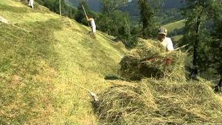 Sur la pente  fenaison traditionnelle en Bigorre [upl. by Hubie]