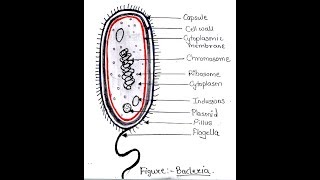 Structure of Prokaryotic cell  Microbiology with Sumi [upl. by Drew94]