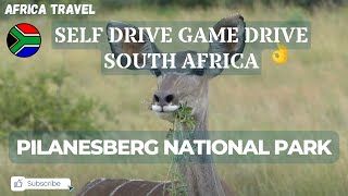 PILANESBERG NATIONAL PARK SOUTH AFRICA  A Road Trip Video [upl. by Ahseital642]