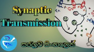 Synaptic Transmission සරලව සිංහලෙන් [upl. by Eskil895]