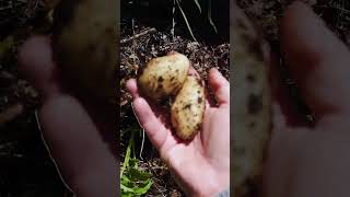 nypotatisskördefest potato harvest garden [upl. by Lehet]