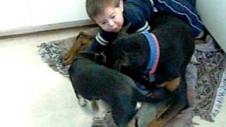 Baby vs Doberman [upl. by Ennis]