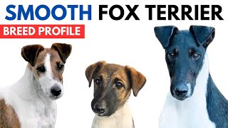 Smooth Fox Terrier Breed Profile History  Price  Traits  Smooth Fox Terrier Grooming Needs [upl. by Lalita]