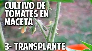 Cultivo de Tomate Parte 3  Como y Cuando transplantar cosasdeljardin [upl. by Yortal]