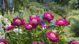 Dividing Peonies [upl. by Gonzales954]