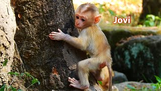 Interesting Baby Jovi learn to climb up the tree by herself without her mom Joyce [upl. by Neu]