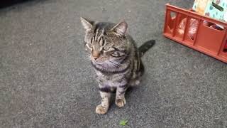 Balsall Heath Grocery Shop Cat 🐈😺 [upl. by Esinal]