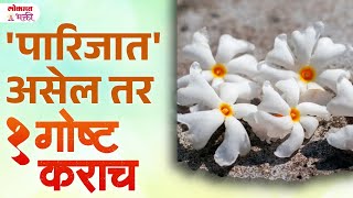 Parijat Phulachya Jhadache Vastu Upay Hoil Laxmi Krupa  Vastu Tips For Money in Marathi  SG3 [upl. by Renard400]