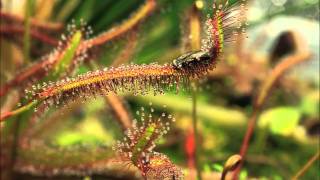 Drosera capensis quotRedquot in Action [upl. by Rimaa435]