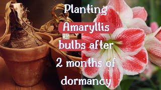 Waking Up Amaryllis Bulbs From Dormancy An Easy Stepbystep Guide 🍁 planting Amaryllis for 🎄 bloom [upl. by Philine]