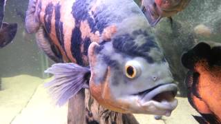 Glassbanging giant oscar cichlid XXXL EXTREME [upl. by Xavler773]