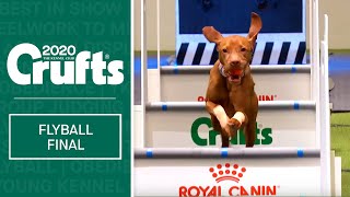 Flyball  Team Final  Crufts 2020 [upl. by Htebazil]