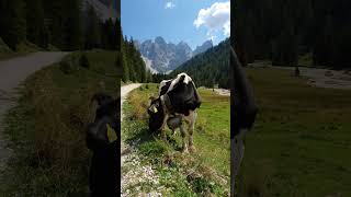 Mucche dolomitiche [upl. by Nagaer]