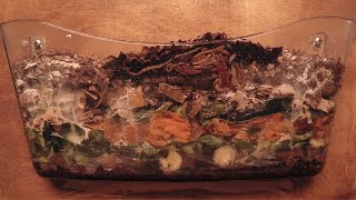 Euro Nightcrawler Worms 98Day TimeLapse FULL  vermicomposting [upl. by Jr698]