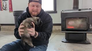 Kerries Litter Intro  Norwegian Elkhounds [upl. by Ioves]