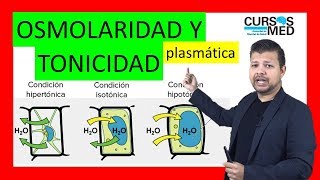 OSMOLARIDAD PLASMÁTICA OSMOSIS Y TONICIDAD explicado FÁCIL [upl. by Siver]