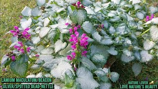 Lamium MaculatumBeacon SilverDead nettleCrocus l HousePlant l Love naturesLove natures beauty [upl. by Assira]