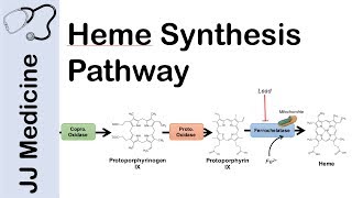 Heme Synthesis Pathway [upl. by Aciria180]